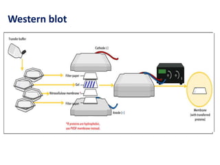 Western blot 
 