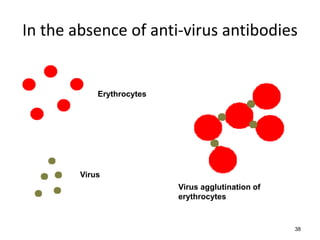 In the absence of anti-virus antibodies 
38 
Erythrocytes 
Virus 
Virus agglutination of 
erythrocytes 
 