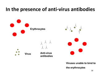In the presence of anti-virus antibodies 
39 
Erythrocytes 
Virus Anti-virus 
antibodies 
Viruses unable to bind to 
the erythrocytes 
 