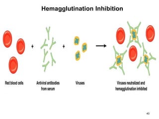 40 
Hemagglutination Inhibition 
 