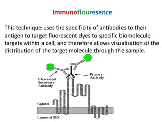 Immunoflouresence 
This technique uses the specificity of antibodies to their 
antigen to target fluorescent dyes to specific biomolecule 
targets within a cell, and therefore allows visualization of the 
distribution of the target molecule through the sample. 
 