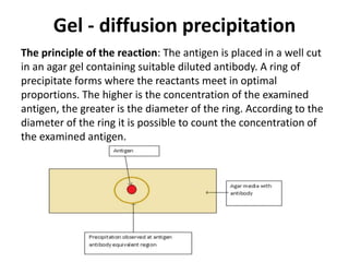 Gel - diffusion precipitation 
The principle of the reaction: The antigen is placed in a well cut 
in an agar gel containing suitable diluted antibody. A ring of 
precipitate forms where the reactants meet in optimal 
proportions. The higher is the concentration of the examined 
antigen, the greater is the diameter of the ring. According to the 
diameter of the ring it is possible to count the concentration of 
the examined antigen. 
 