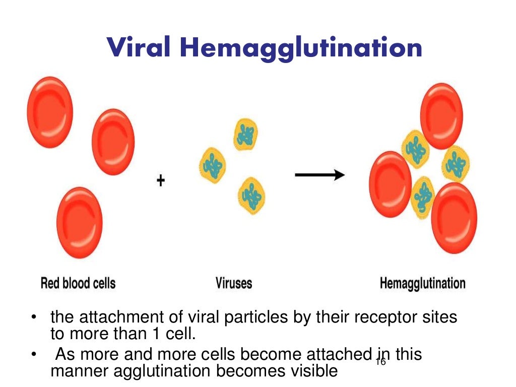 Antigen Antibody techniques 6 lecture