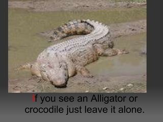 If you see an Alligator or
crocodile just leave it alone.
 
