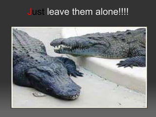 Just leave them alone!!!!
 