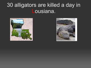 30 alligators are killed a day in
           Lousiana.
 