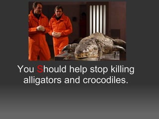 You Should help stop killing
 alligators and crocodiles.
 
