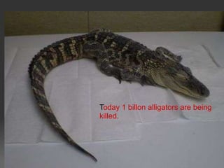 Today 1 billon alligators are being
killed.
 