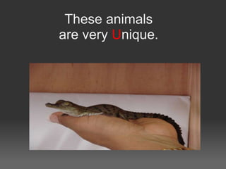 These animals
are very Unique.
 