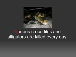 Various crocodiles and
alligators are killed every day.
 