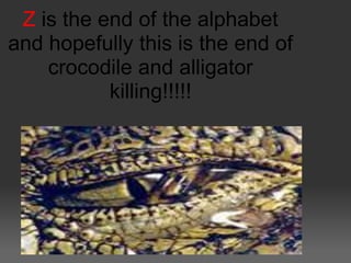 Z is the end of the alphabet
and hopefully this is the end of
    crocodile and alligator
           killing!!!!!
 