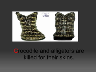 Crocodile and alligators are
   killed for their skins.
 
