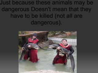 Just because these animals may be
 dangerous Doesn't mean that they
    have to be killed (not all are
            dangerous).
 