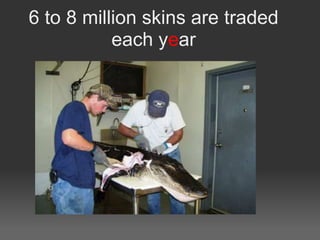 6 to 8 million skins are traded
           each year
 