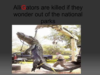 AlliGators are killed if they
wonder out of the national
           parks
 