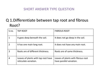 Taproot Questions 6th class 7th chapter ppt.pptx