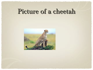 Picture of a cheetahPicture of a cheetah
 