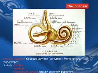 Endolymph Labyrinth 6 the ear | PPT