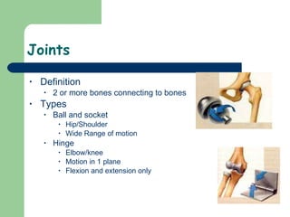 Joints Definition 2 or more bones connecting to bones Types Ball and socket Hip/Shoulder Wide Range of motion Hinge Elbow/knee Motion in 1 plane Flexion and extension only  