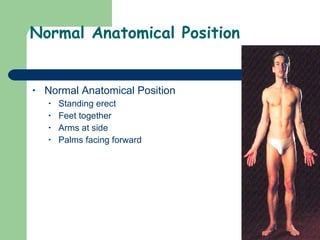 Normal Anatomical Position Normal Anatomical Position Standing erect Feet together Arms at side Palms facing forward  