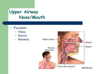 Upper Airway  Nose/Mouth Function Filters Warms Moistens  