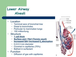 Lower Airway  Alveoli Location Terminal sacs of bronchial tree Distal to bronchioles Particular to mammalian lungs 150 million/lung Structure 1 cell thick Surface are= 75m 2  (Tennis court) Increased SA= Increased 0 2  absorption 0.2-0.3 mm diameter  Covered in capillaries (70%) Bathed in surfactant  Function Diffusion of gas with capillaries  