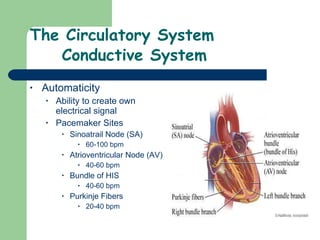 The Circulatory System Conductive System Automaticity Ability to create own electrical signal Pacemaker Sites Sinoatrail Node (SA) 60-100 bpm Atrioventricular Node (AV) 40-60 bpm Bundle of HIS 40-60 bpm Purkinje Fibers 20-40 bpm 