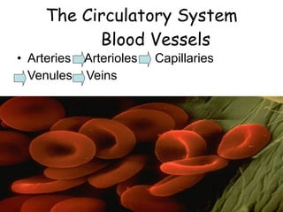 The Circulatory System Blood Vessels Arteries  Arterioles  Capillaries  Venules  Veins  