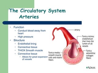 The Circulatory System Arteries Function Conduct blood away from heart High pressure Structure Endothelial lining Connective tissue  THICK Smooth muscle Connective tissue Allows for great expansion of vessels 