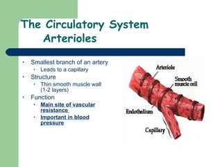 The Circulatory System Arterioles Smallest branch of an artery Leads to a capillary Structure Thin smooth muscle wall (1-2 layers) Function Main site of vascular resistance  Important in blood pressure 