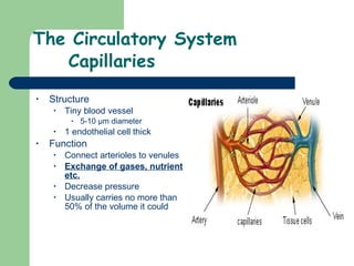 The Circulatory System Capillaries Structure Tiny blood vessel 5-10  μ m diameter 1 endothelial cell thick Function Connect arterioles to venules Exchange of gases, nutrients, etc. Decrease pressure Usually carries no more than 50% of the volume it could 