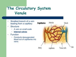 The Circulatory System Venule Smallest branch of a vein leading from a capillary Structure A vein on small scale Internal valves   Function  Conducts deoxygenated blood out of capillaries into veins 