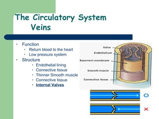 The Circulatory System Veins Function Return blood to the heart Low pressure system Structure Endothelial lining Connective tissue  Thinner Smooth muscle Connective tissue Internal Valves 