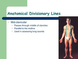 Anatomical Divisionary Lines Mid-clavicular Passes through middle of clavicles Parallel to the midline  Used in assessing lung sounds 