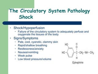 The Circulatory System Pathology Shock Shock/Hypoperfusion  Failure of the circulatory system to adequately perfuse and oxygenate the tissues of the body  Signs/Symptoms Pale, cool, cyanotic, clammy skin Rapid/shallow breathing Restlessness/anxiety Nausea/vomiting  Weak pulse Low blood pressure/volume  