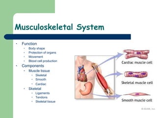 Musculoskeletal System Function Body shape Protection of organs Movement Blood cell production Components   Muscle tissue Skeletal Smooth Cardiac   Skeletal  Ligaments Tendons Skeletal tissue  