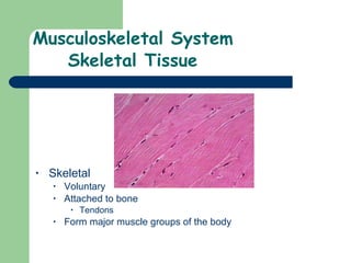 Musculoskeletal System Skeletal Tissue Skeletal Voluntary Attached to bone Tendons Form major muscle groups of the body 