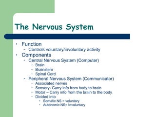 The Nervous System Function Controls voluntary/involuntary activity Components  Central Nervous System (Computer) Brain Brainstem  Spinal Cord Peripheral Nervous System (Communicator) Associated nerves Sensory- Carry info from body to brain Motor – Carry info from the brain to the body Divided into  Somatic NS = voluntary Autonomic NS= Involuntary 