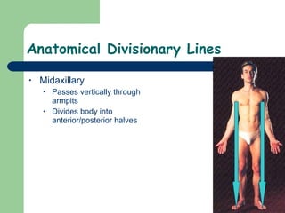 Anatomical Divisionary Lines Midaxillary Passes vertically through armpits Divides body into anterior/posterior halves 
