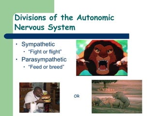 Divisions of the Autonomic  Nervous System Sympathetic “Fight or flight” Parasympathetic “Feed or breed” OR 
