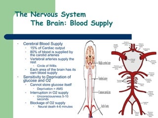 The Nervous System  The Brain: Blood Supply Cerebral Blood Supply 15% of Cardiac output 80% of blood is supplied by the carotid arteries Vertebral arteries supply the rest Circle of Willis Each area of the brain has its own blood supply Sensitivity to Deprivation of glucose and O2 Cannot store glucose itself Deprivation = AMS   Interruption in O2 supply Unconsciousness 5-10 seconds  Blockage of O2 supply  Neural death 4-6 minutes 