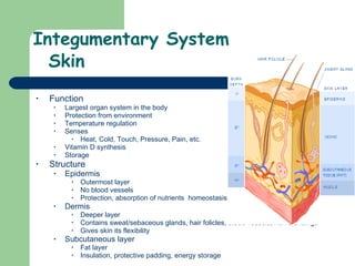 Integumentary System   Skin Function Largest organ system in the body Protection from environment  Temperature regulation Senses  Heat, Cold, Touch, Pressure, Pain, etc.  Vitamin D synthesis Storage  Structure Epidermis Outermost layer No blood vessels Protection, absorption of nutrients  homeostasis Dermis Deeper layer Contains sweat/sebaceous glands, hair folicles, blood vessels, nerve endings Gives skin its flexibility  Subcutaneous layer Fat layer Insulation, protective padding, energy storage 