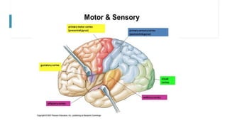 6 The Motor System physiology slides.pptx