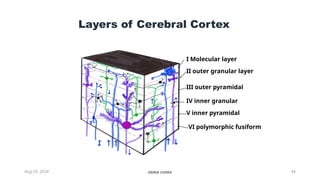 6 The Motor System physiology slides.pptx