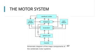 6 The Motor System physiology slides.pptx