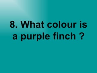 8. What colour is a purple finch ? 