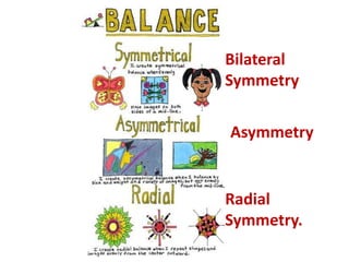 Radial
Symmetry.
Bilateral
Symmetry
Asymmetry
 