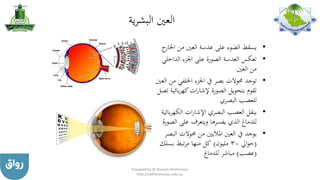 ‫ية‬‫ر‬‫البش‬ ‫العني‬
•‫اخل‬ ‫من‬ ‫العني‬ ‫عدسة‬ ‫على‬ ‫الضوء‬ ‫يسقط‬‫ج‬‫ار‬
•‫الداخ‬ ‫اجلزء‬ ‫على‬ ‫الصورة‬ ‫العدسة‬ ‫تعكس‬‫لي‬
‫العني‬ ‫من‬
•‫اخللفي‬ ‫اجلزء‬ ‫يف‬ ‫بصر‬ ‫حموالت‬ ‫توجد‬‫العني‬ ‫من‬
‫ب‬‫ر‬‫كه‬‫ات‬‫ر‬‫إلشا‬ ‫الصورة‬ ‫بتحويل‬ ‫تقوم‬‫تصل‬ ‫ائية‬
‫البصري‬ ‫للعصب‬
•‫الكهر‬ ‫ات‬‫ر‬‫اإلشا‬ ‫البصري‬ ‫العصب‬ ‫ينقل‬‫بائية‬
‫ال‬ ‫على‬ ‫ويتعرف‬ ‫يفسرها‬ ‫الذي‬ ‫للدماغ‬‫صورة‬
•‫ا‬ ‫حموالت‬ ‫من‬ ‫املاليني‬ ‫العني‬ ‫يف‬ ‫يوجد‬‫لبصر‬
(‫ايل‬‫و‬‫ح‬30‫مليون‬)‫بسل‬ ‫تبط‬‫ر‬‫م‬ ‫منها‬ ‫كل‬‫ك‬
(‫عصب‬)‫للدماغ‬ ‫مباشر‬
Prepared by Dr Nazeeh Alothmany
http://nothmany.kau.edu.sa
 