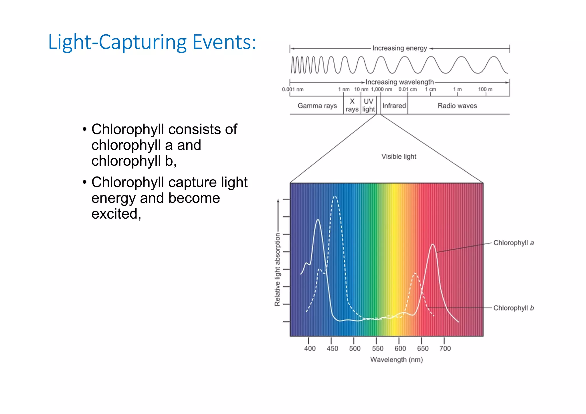 Light-Capturing Events: 
• Chlorophyll consists of 
chlorophyll a and 
chlorophyll b, 
• Chlorophyll capture light 
energy and become 
excited, 
 