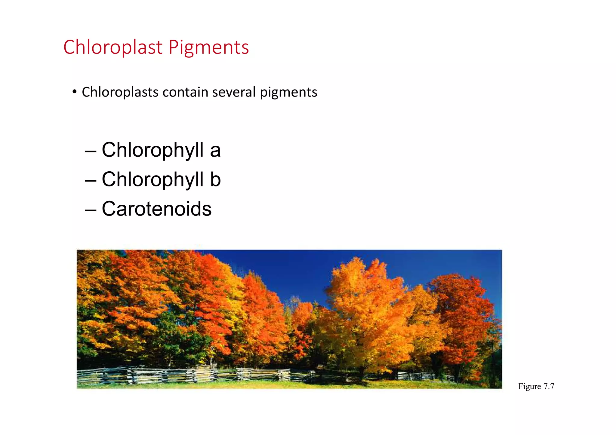 Chloroplast Pigments 
• Chloroplasts contain several pigments 
– Chlorophyll a 
– Chlorophyll b 
– Carotenoids 
Figure 7.7 
 